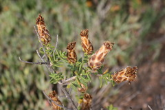 Pteronia hutchinsoniana