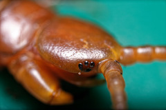 Scolopendra subspinipes