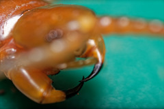 Scolopendra subspinipes