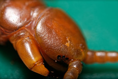 Scolopendra subspinipes