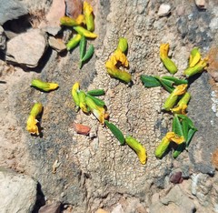 Wiborgiella