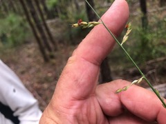 Setaria grandispiculata