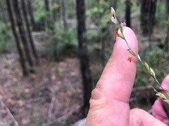 Setaria grandispiculata