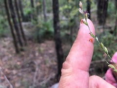 Setaria grandispiculata