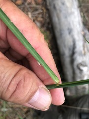 Setaria grandispiculata