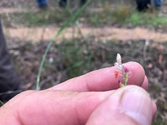 Setaria grandispiculata