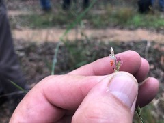 Setaria grandispiculata