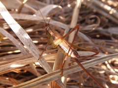 Conocephalus exemptus