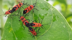 Oncopeltus nigriceps