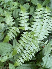 Diplazium viridissimum
