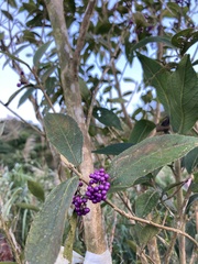 Callicarpa tikusikensis