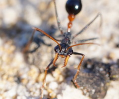 Myrmecia rufinodis