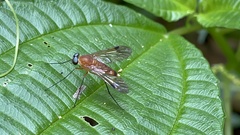Chrysopilus ferruginosus