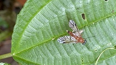 Chrysopilus ferruginosus