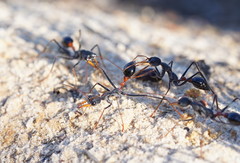 Myrmecia rufinodis