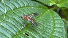 Chrysopilus ferruginosus