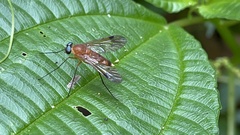 Chrysopilus ferruginosus