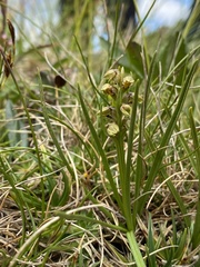 Chamorchis alpina