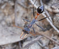 Myrmecia rufinodis