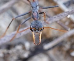 Myrmecia rufinodis