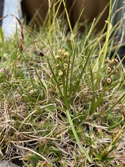 Chamorchis alpina