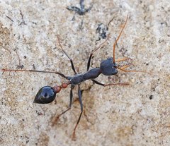 Myrmecia rufinodis