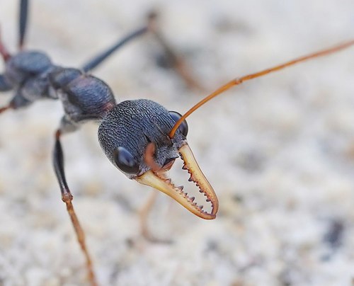 Myrmecia rufinodis · iNaturalist