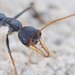 Myrmecia rufinodis - Photo (c) Reiner Richter, some rights reserved (CC BY-NC-SA), uploaded by Reiner Richter