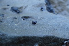 Austrolittorina