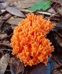 Ramaria stuntzii