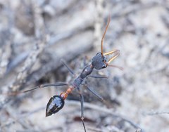 Myrmecia rufinodis