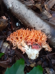 Ramaria stuntzii