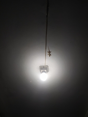 Hemidactylus platyurus