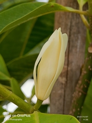 Magnolia × alba