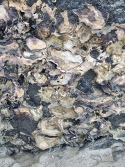 Saccostrea