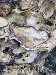 Saccostrea