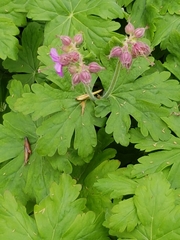 Geranium viscosissimum