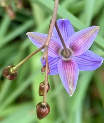 Dianella longifolia longifolia