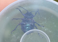 Timarcha goettingensis