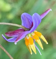 Dianella longifolia longifolia