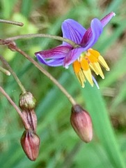 Dianella longifolia longifolia