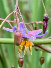 Dianella longifolia longifolia