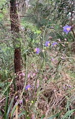 Dianella longifolia longifolia