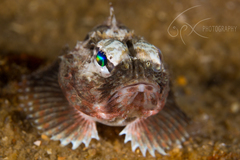 Maxillicosta scabriceps