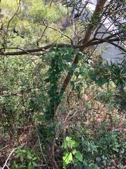 Cyclea hypoglauca, photograph (c) Yj, some rights reserved (CC BY)