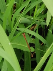 Agriocnemis pygmaea