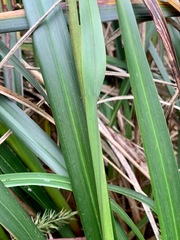 Dianella longifolia longifolia