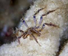 Pallenopsis macneilli