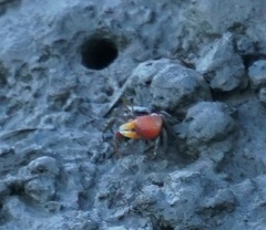 Tubuca coarctata