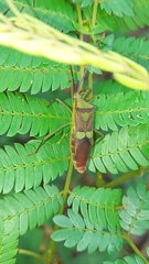 Prismatocerus signatus